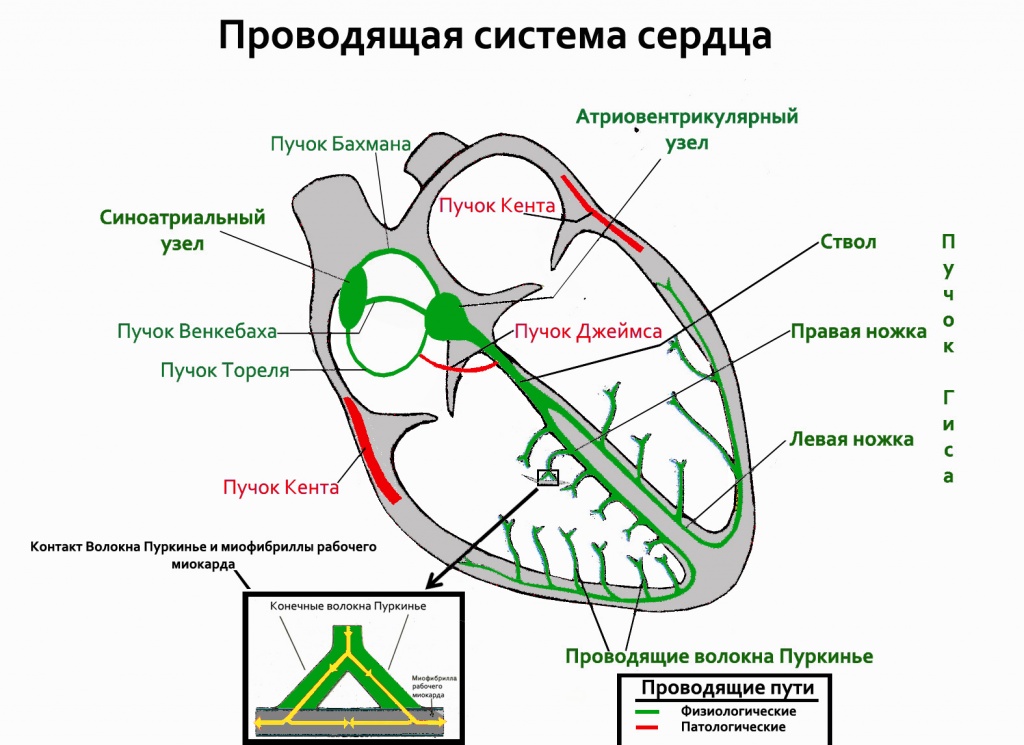 Heart_conductive_system.jpg Heart_conductive_system.jpg