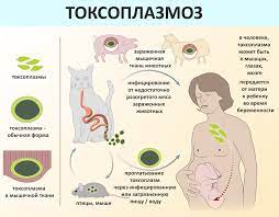 токсоплазмоз, гельминтозы, болезни опасные для беременных, гинеколог, гастроэнтеролог токсоплазмоз, гельминтозы, болезни опасные для беременных, гинеколог, гастроэнтеролог
